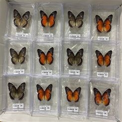 天然昆虫蝴蝶标本 100种科普展示 学校教学标本 标本馆博物馆展示